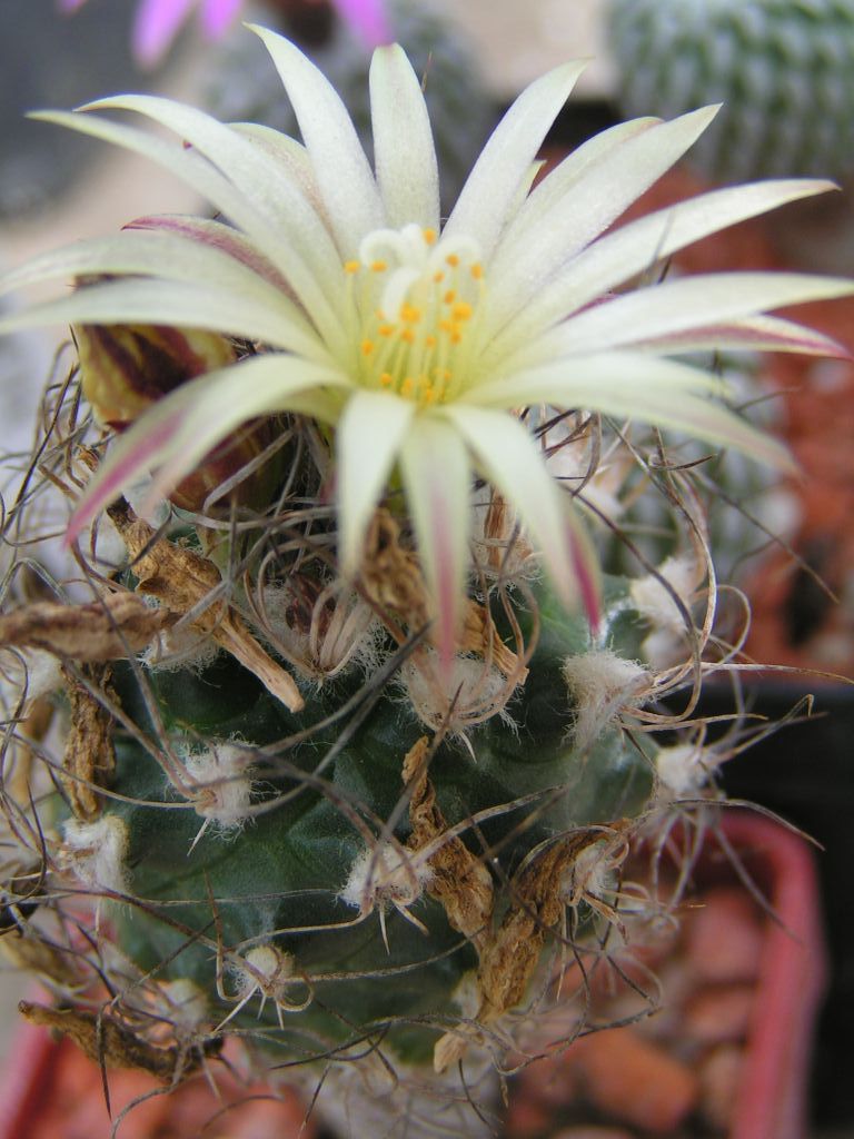 Turbinicarpus krainzianus v. minimus, Ixmiquilpan, HID